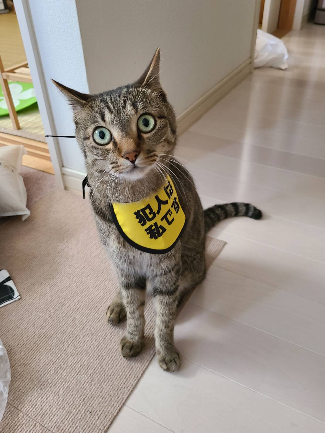 愛猫コレクションに